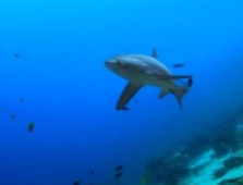 Wisata NTT, Hiu Unik jadi Mutiara Berharga Wisata Alor Setelah Dugong