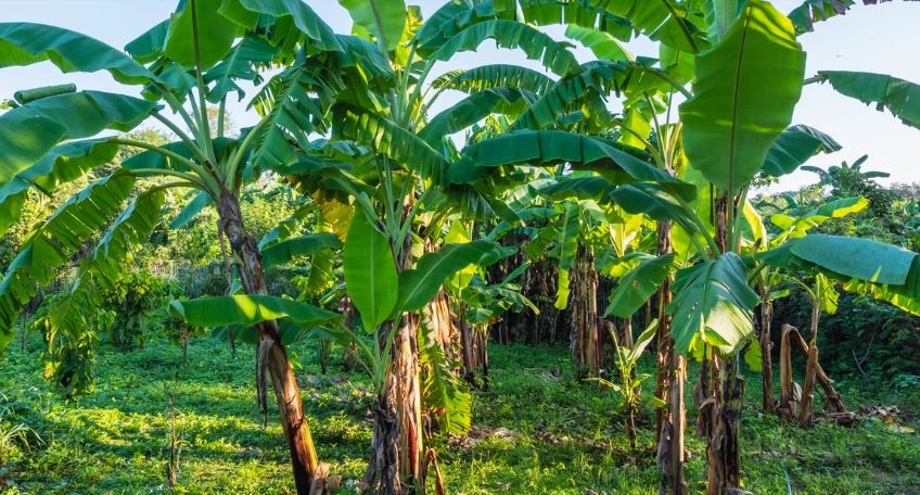 Benarkah Ada Jenis Pisang ini di NTT?