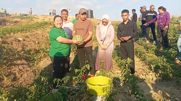 Kebun Jane di Kabupaten Belu Panen 15 Ton Hortikultura, Serap Tenaga Kerja Lokal