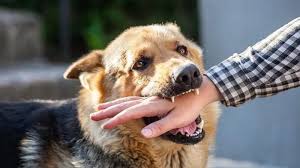 Jaan-Pemerintah NTT Luncurkan Program Vaksinasi Rabies Massal