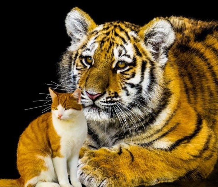 Mengapa Kucing dan Harimau Memiliki Hubungan Kekerabatan yang Dekat?