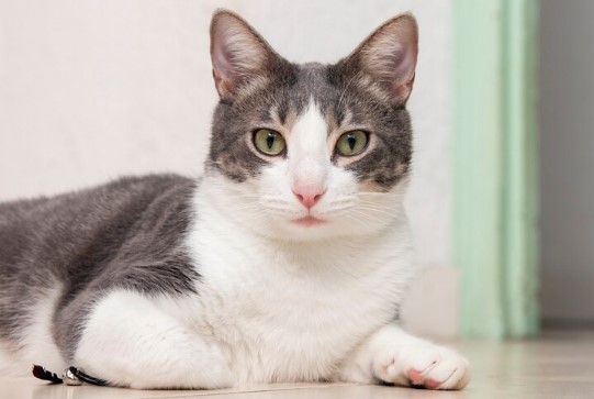 Fakta Unik tentang Kucing yang Tak Semua Orang Tahu