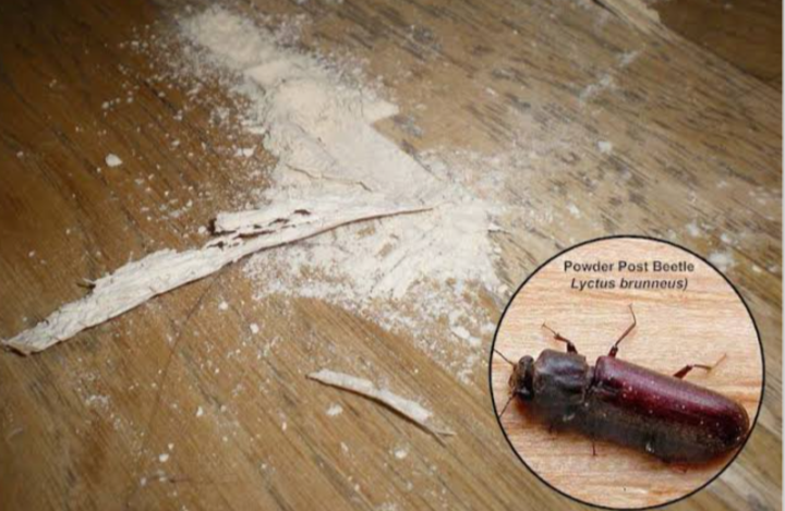 Waspada Kumbang Bubuk Kayu biar Furniture tetap Awet