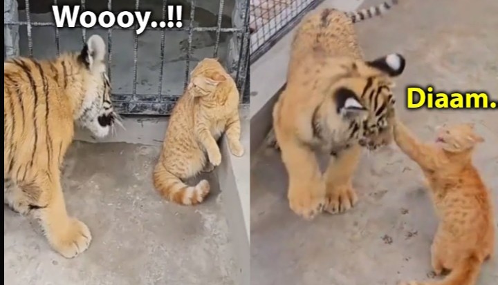 Hasil DNA: Kucing Juga Termasuk Keluarga Harimau