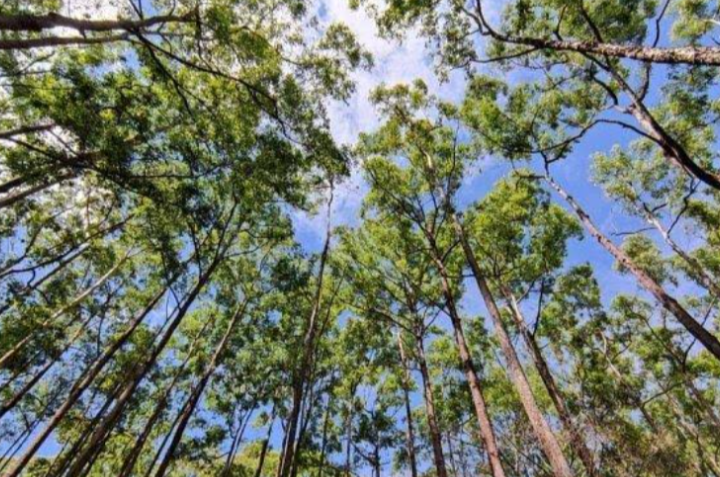 Hutan Warisan Alam, Surga Tersembunyi di NTT yang Kaya akan Keanekaragaman Hayati