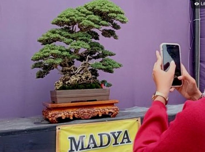 Penyelundupan Santigi Senilai Ratusan Juta dari NTT