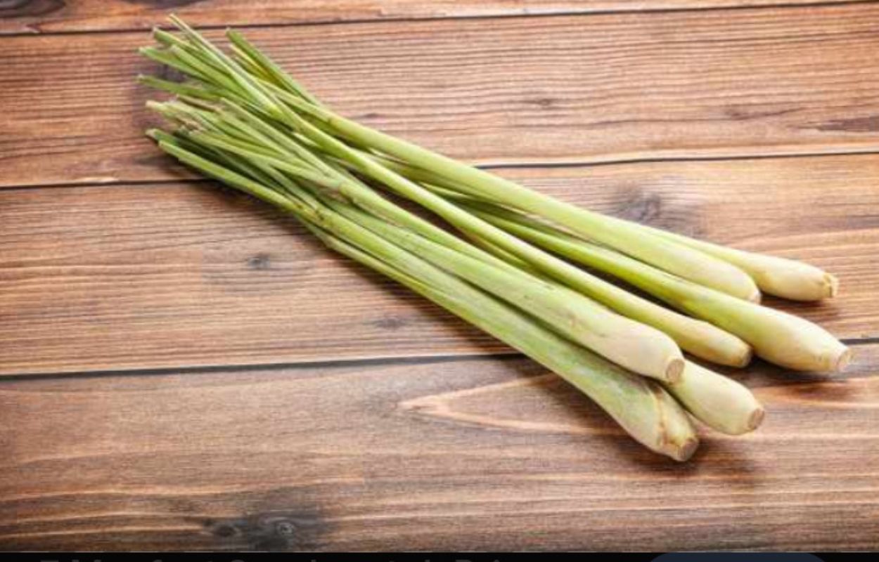 Cegah DBD dengan Batang Sereh, Begini Cara-nya