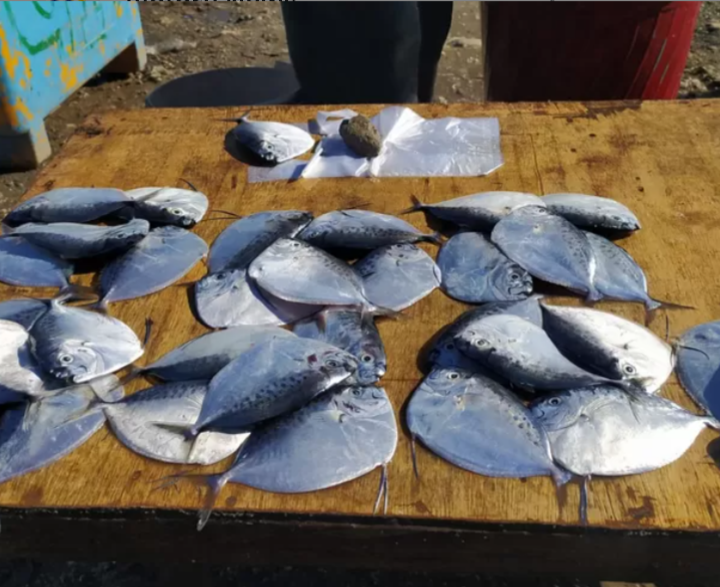 Ratusan Spesies Ikan Berhasil Diidentifikasi di Kota Kupang
