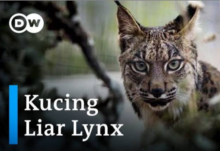 Mengenal Kucing Lynx: Si Pemburu Sunyi dari Alam Liar Hadapi Kepunahan