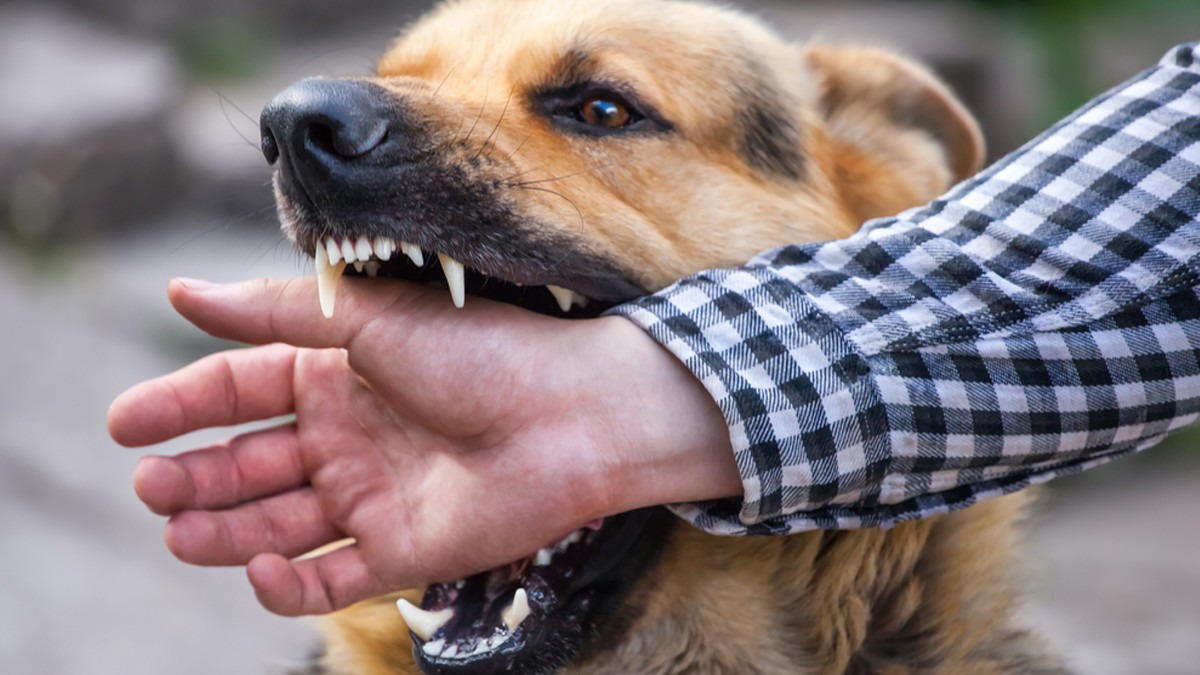 Korban Nyawa sudah 20 Orang, Anjing di NTT Wajib Dikandangkan