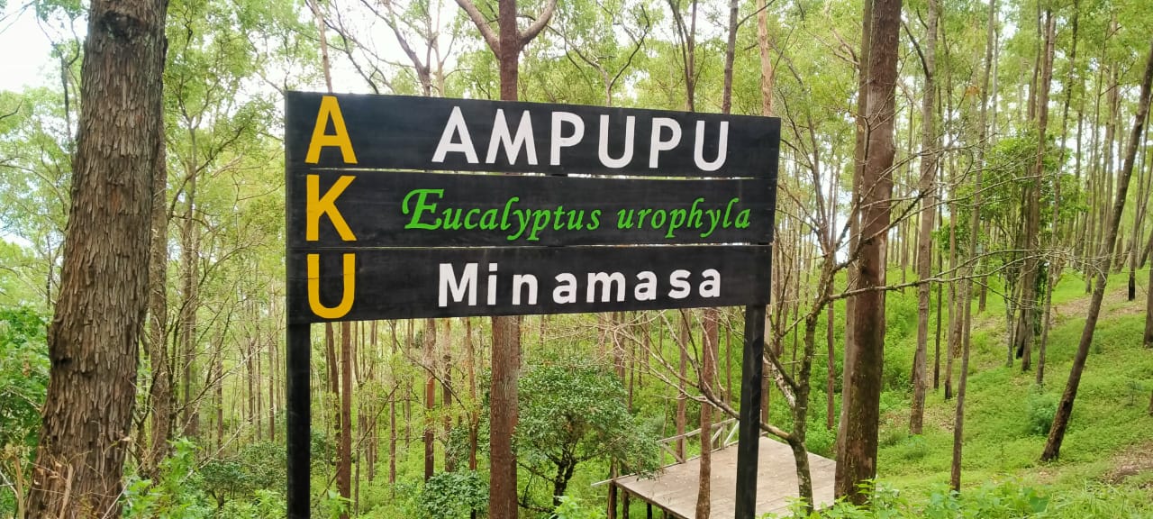 Hutan Kebesani: Jejak Hijau Warisan Alam Flores yang Masih Terjaga