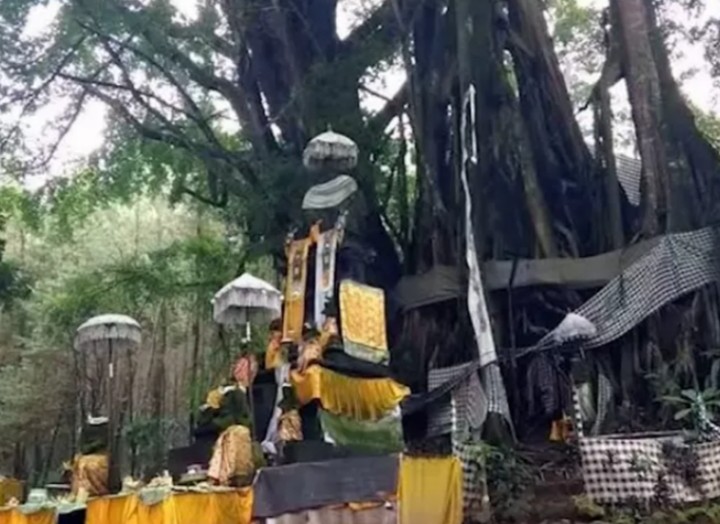 Mitos Pohon Beringin: Simbol Mistis Penjaga Alam dan Dunia Gaib