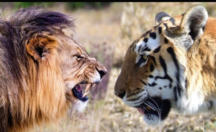 Harimau vs Singa, Dua Raja Rimba jika Berhadapan