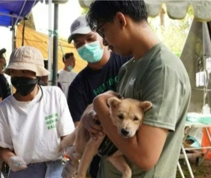 Waspada! Kasus Rabies di NTT Merebak Hingga Timor Leste