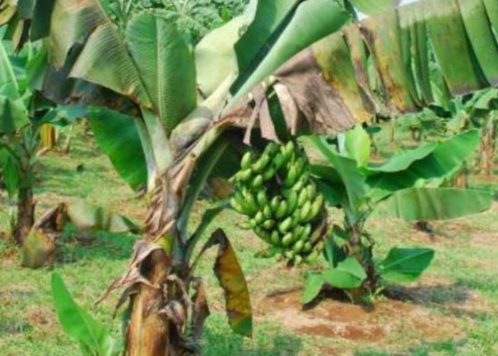 Mengenali Ciri Pohon Pisang Berpenyakit dan Cara Mengatasinya
