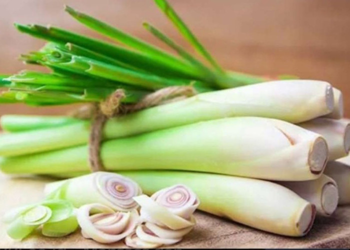 Bahan Alami Pencegah Kecoak Main ke Rumah