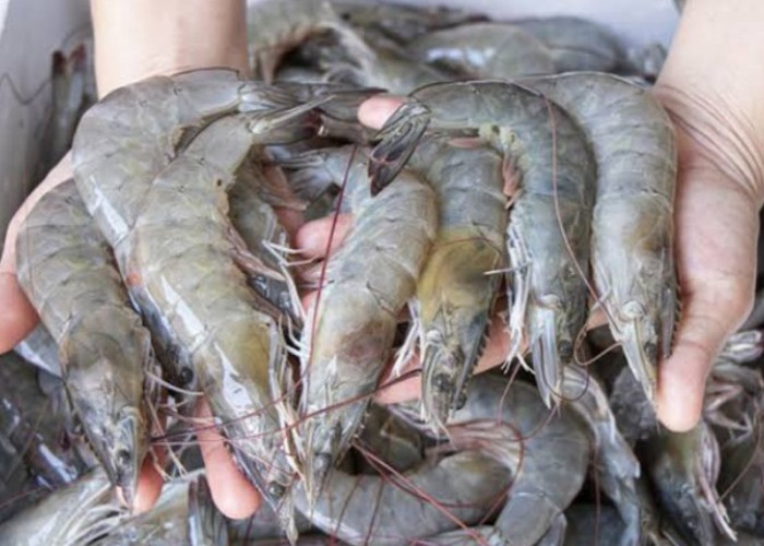 FDA Syaratkan Perusahaan Udang dan Rempah Miliki ini