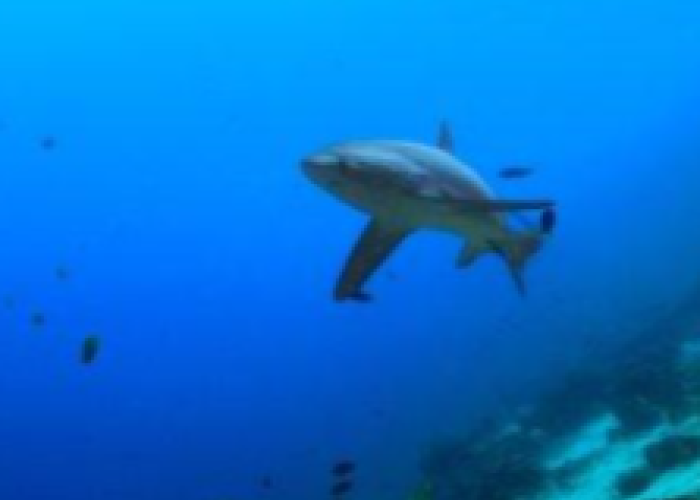 Wisata NTT, Hiu Unik jadi Mutiara Berharga Wisata Alor Setelah Dugong