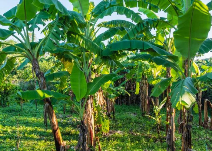 Benarkah Ada Jenis Pisang ini di NTT?