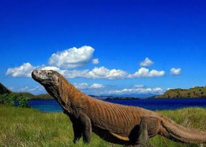 Pulau Komodo: Jejak Naga Purba dari Timur Nusantara