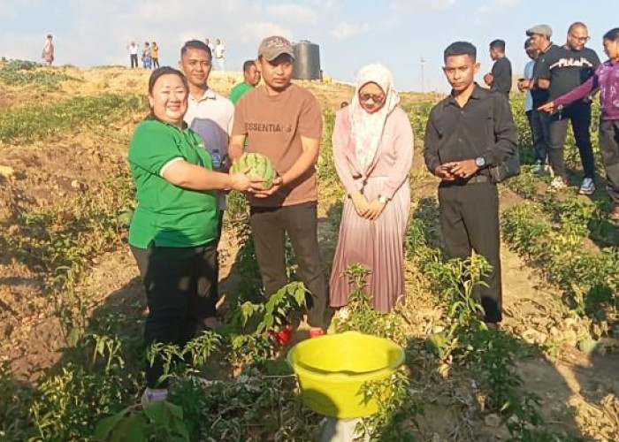 Kebun Jane di Kabupaten Belu Panen 15 Ton Hortikultura, Serap Tenaga Kerja Lokal
