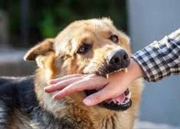 Jaan-Pemerintah NTT Luncurkan Program Vaksinasi Rabies Massal