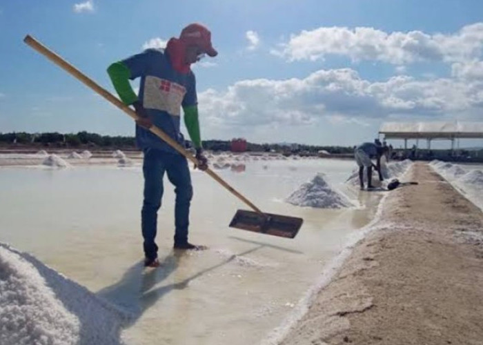 Wujudkan Swasembada Garam, Potensi di NTT Perlu Dioptimalkan