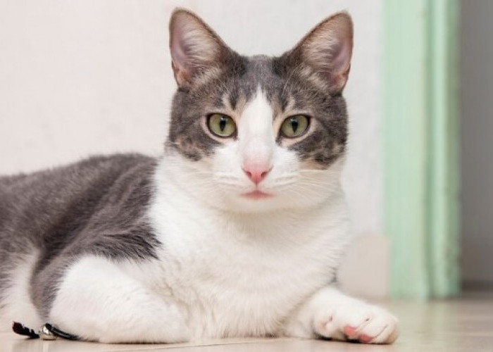Fakta Unik tentang Kucing yang Tak Semua Orang Tahu