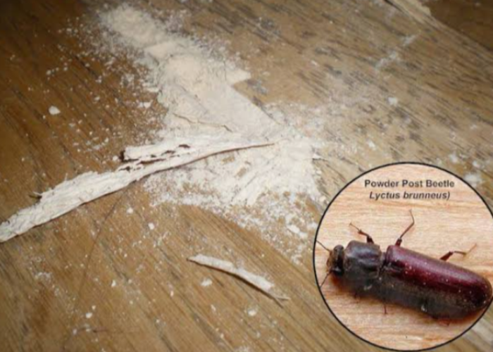Waspada Kumbang Bubuk Kayu biar Furniture tetap Awet