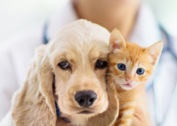Anjing dan Kucing bisa Sakit Gigi, Ini Tanda-tandanya