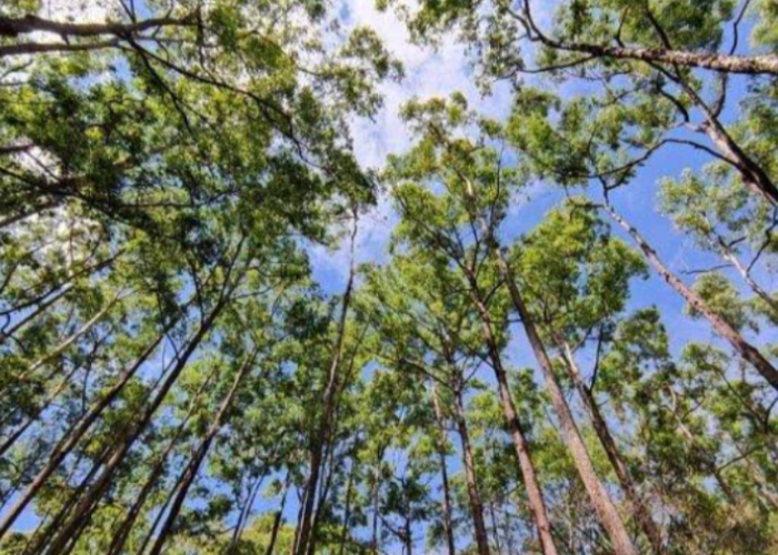 Hutan Warisan Alam, Surga Tersembunyi di NTT yang Kaya akan Keanekaragaman Hayati