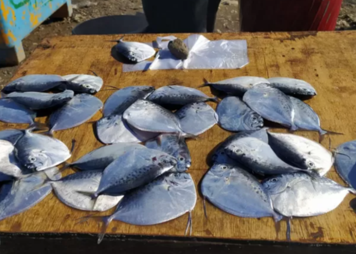 Ratusan Spesies Ikan Berhasil Diidentifikasi di Kota Kupang