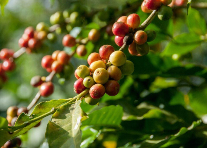 Kopi Flores hingga Kopi Bajawa, Mengenal Kopi Khas NTT yang Punya Cita Rasa Beragam