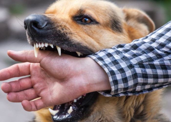 Korban Nyawa sudah 20 Orang, Anjing di NTT Wajib Dikandangkan