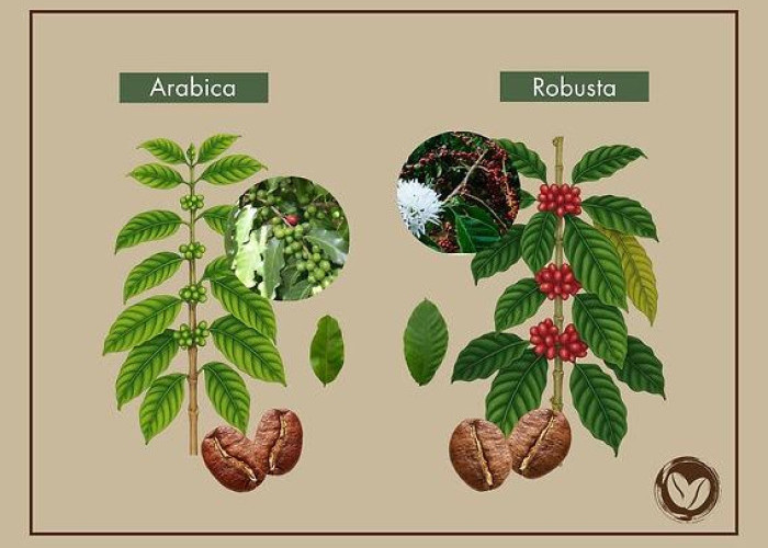Arabika dan Robusta Bukan Sekadar Beda Rasa, Ini Perbedaannya