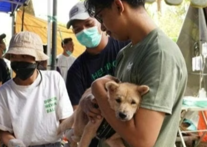 Waspada! Kasus Rabies di NTT Merebak Hingga Timor Leste