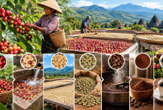 Dari Buah hingga Secangkir Kopi, Begini Proses Pengolahan Biji Kopi