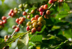 Kopi Flores hingga Kopi Bajawa, Mengenal Kopi Khas NTT yang Punya Cita Rasa Beragam