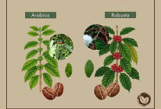Arabika dan Robusta Bukan Sekadar Beda Rasa, Ini Perbedaannya